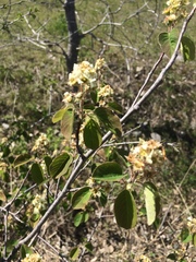 Amelanchier humilis