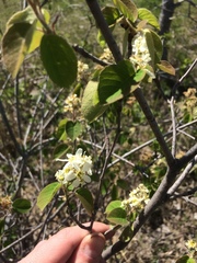 Amelanchier humilis