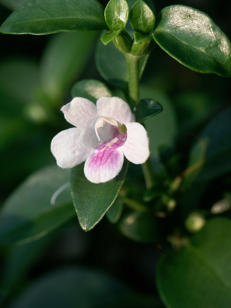 Bravaisia berlandieriana
