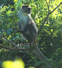 Cercopithecus mitis erythrarchus