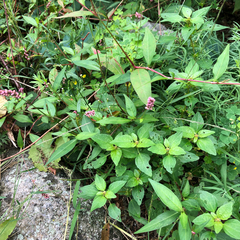 Persicaria barbata