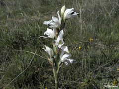 Chloraea multiflora