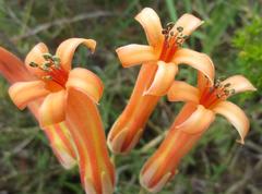 Tylecodon grandiflorus