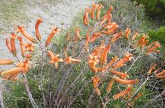 Tylecodon grandiflorus