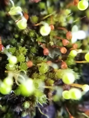 Gemmabryum