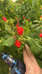 Malvaviscus arboreus