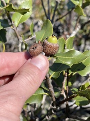 Quercus parvula parvula