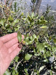 Quercus parvula parvula