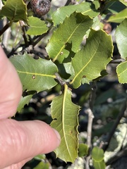 Quercus parvula parvula