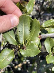 Quercus parvula parvula