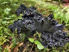 Polyozellus purpureoniger