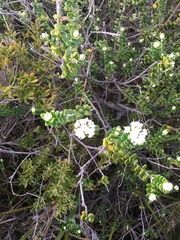 Pimelea nivea