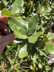 Quercus parvula parvula