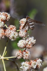 Exoprosopa