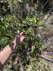 Quercus parvula parvula