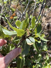 Quercus parvula parvula
