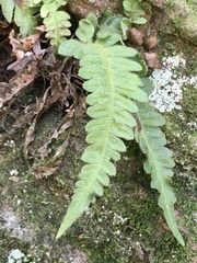 Blechnum laevigatum