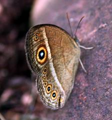 Brakefieldia perspicua perspicua