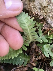Blechnum laevigatum