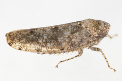 Paraphlepsius tennessus