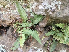 Blechnum laevigatum