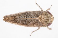 Paraphlepsius tennessus