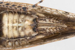 Paraphlepsius tennessus