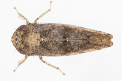 Paraphlepsius tennessus