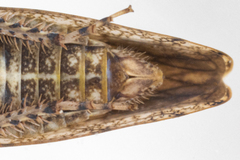 Paraphlepsius tennessus