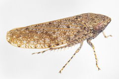 Paraphlepsius rileyi