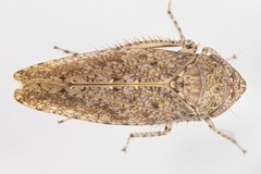 Paraphlepsius rileyi