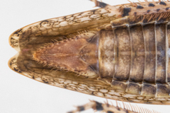 Paraphlepsius rileyi