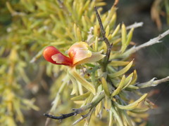 Jacksonia furcellata
