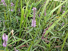 Pogostemon stellatus