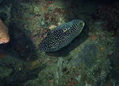 Calloplesiops altivelis