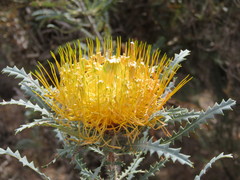 Banksia stuposa