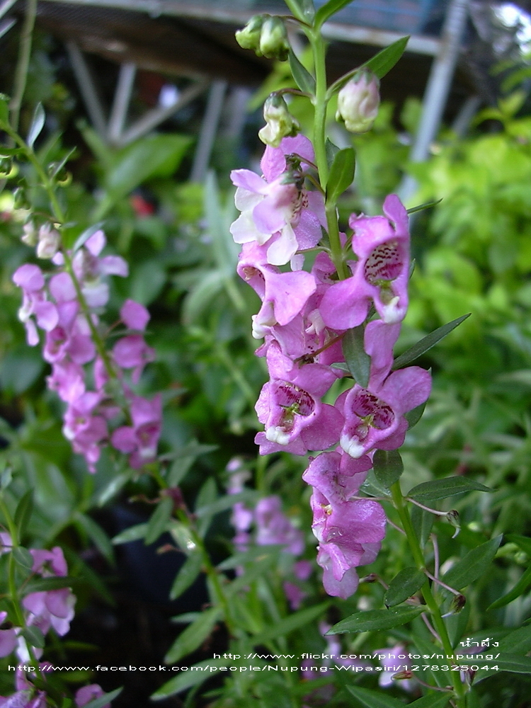 Angelonia goyazensis (Angelonia goyazensis)