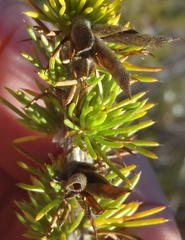 Aspalathus sceptrum-aureum