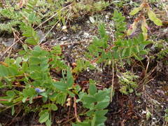 Hedysarum occidentale