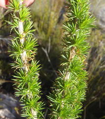 Aspalathus sceptrum-aureum