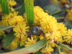 Dicranosterna hemisphaerica