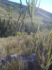 Aspalathus sceptrum-aureum