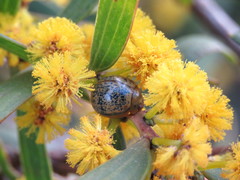 Dicranosterna hemisphaerica