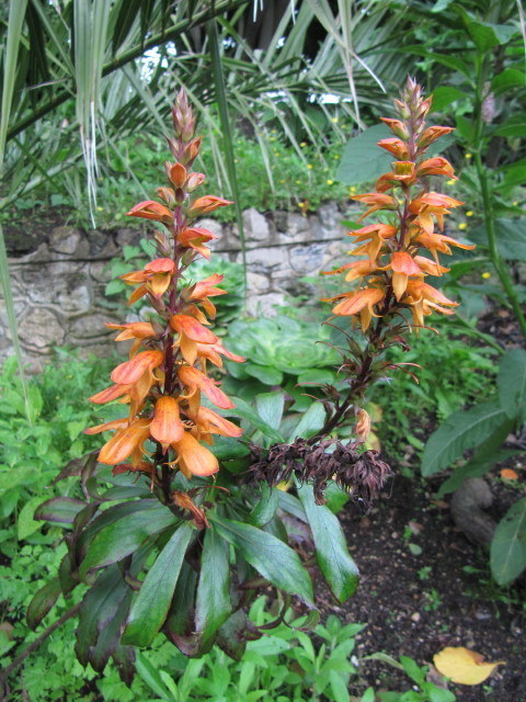 Isoplexis