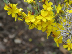 Hibbertia hemignosta
