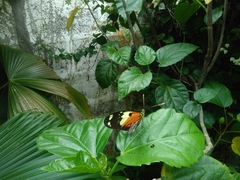 Heliconius ismenius metaphorus