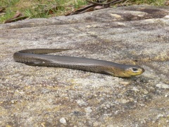 Cyclodomorphus michaeli