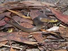 Cyclodomorphus michaeli