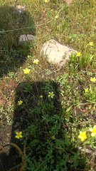 Ranunculus flammula ovalis