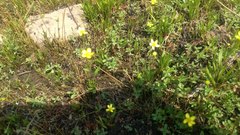 Ranunculus flammula ovalis